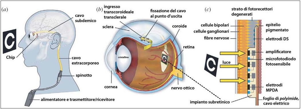 Schema funzionamento occhio