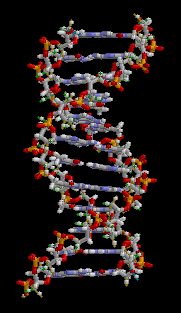 DNA rotante