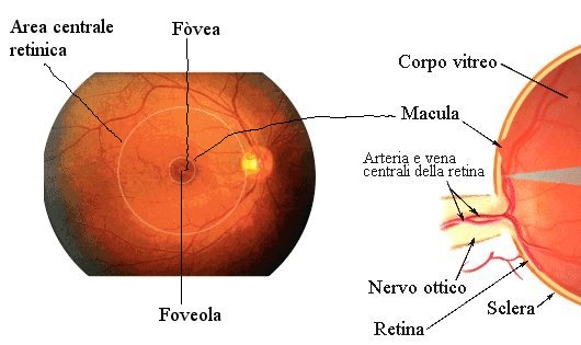 maculopatia