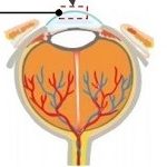 cornea-idrogel-rigenerazione-corneale-dana_et_al-sci_adv-web.jpg